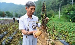 고랭지 오륜 감자 품평회