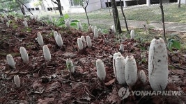 <카메라뉴스> 청주 도심에 군락이룬 먹물버섯