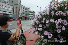 보슬비 내리는 궂은 날씨 무궁화꽃 만개