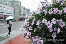 보슬비 내리는 궂은 날씨 무궁화꽃 만개