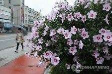 보슬비 내리는 궂은 날씨 무궁화꽃 만개