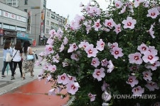 보슬비 내리는 궂은 날씨 무궁화꽃 만개