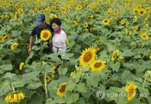 초가을 정취 흠뻑 느끼게 하는 해바라기