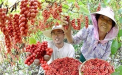 거창 오미자 수확