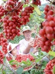 거창 오미자 수확