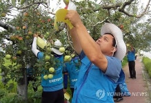  충주 가로수에 주렁주렁 달린 사과