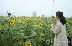 해바라기와 가을비 정취 느껴요