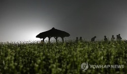 달빛 아래 흐드러지게 핀 메밀꽃