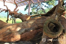 태풍에 쓰러진지 2년만 새로 태어난 괴산 왕소나무