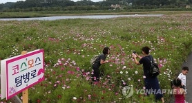 코스모스 호수로 변한 경포 저류지