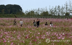 코스모스 만개한 경포 저류지