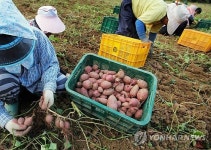 보령서 고구마 수확 한창