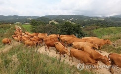 겨울나기 준비로 축사로 향하는 대관령 한우