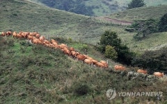 겨울나기 준비로 축사로 향하는 대관령 한우