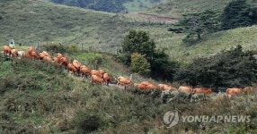 겨울나기 준비로 축사로 향하는 대관령 한우