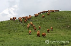 푸른 초지 위에 대관령 한우들