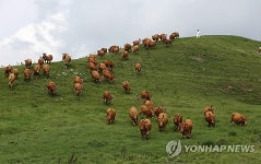 푸른 초지 위에 대관령 한우들