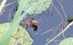 홍성 역재방죽에 핀 가시연꽃