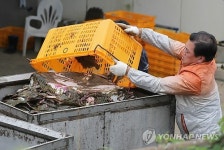 울산 서생 양식장 넙치 폐사