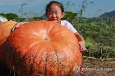 충남농업기술원으로 대형호박 구경 오세요