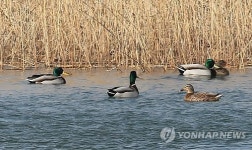 부산서 농약에 청둥오리 50마리 떼죽음