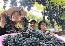 탐스러운 머루 수확