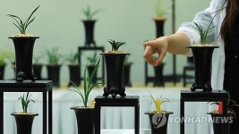 한국 춘란 경매 출하품 사전 전시회