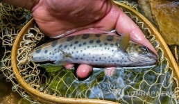 강원 고성 DMZ 지역에서 발견된 토종산천어