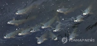 도심 하천 안산천의 숭어