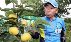 조생종 단감 태추 설명하는 강창국 대표
