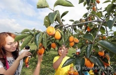 신기한 모양과 맛…조생종 단감 다 모였네