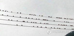 태풍·멧돼지 피해 간 가을 들녘 참새떼 극성