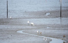 저어새가 돌아왔다…아산 인주 걸매리 갯벌서 발견