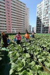 도심 배추농사