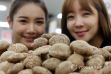 제철맞은 햇 표고버섯