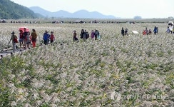 갈대의 계절…순천만에서 가을빛 갈대축제