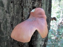 멸종위기 야생식물 화경버섯 설악산서 서식확인