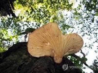 멸종위기 야생식물 화경버섯 설악산서 서식확인