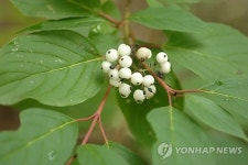 북한지방 서식 흰말채나무 지리산서 첫 발견