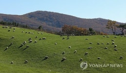깊어가는 가을…푸른 초원의 양떼