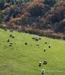 깊어가는 가을…푸른 초원의 양떼