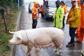 고속도로 화물차서 탈출한 돼지 포획 소동