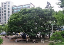 용인 구갈동 주민들 수령 350년 느티나무서 축제