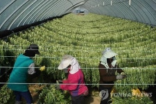 양구 펀치볼 시래기 전국 최고의 맛