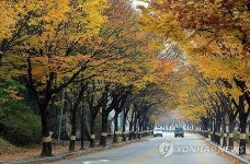 남원 관광단지 낙엽과 낭만의 거리로 운영