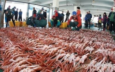 포항 구룡포 대게 첫 위판