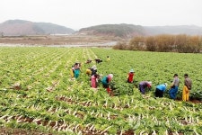 안동 도산면서 무 수확 한창