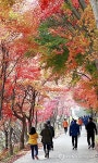 서산 아라메길 단풍 절정