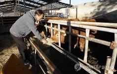 한 시름 덜었지만… 소 여물 주는 농민