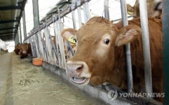 육종 농가에서 사육 중인 횡성 한우